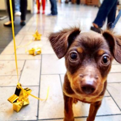 LA Love & Leashes dog adoption