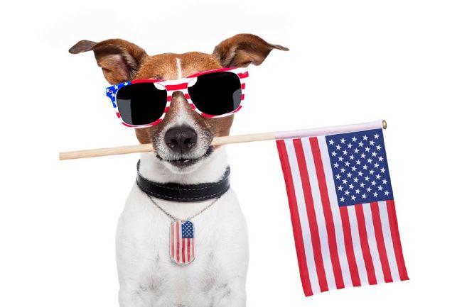4th of July pet safety tips