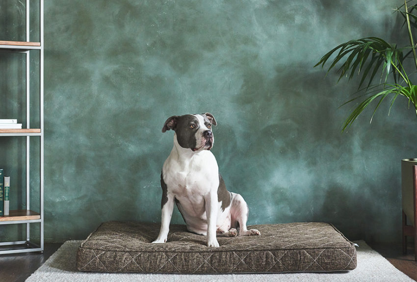Brentwood Home Griffith Pet Bed Giveaway
