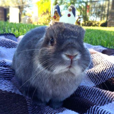 Cooper the Pooper Rabbit