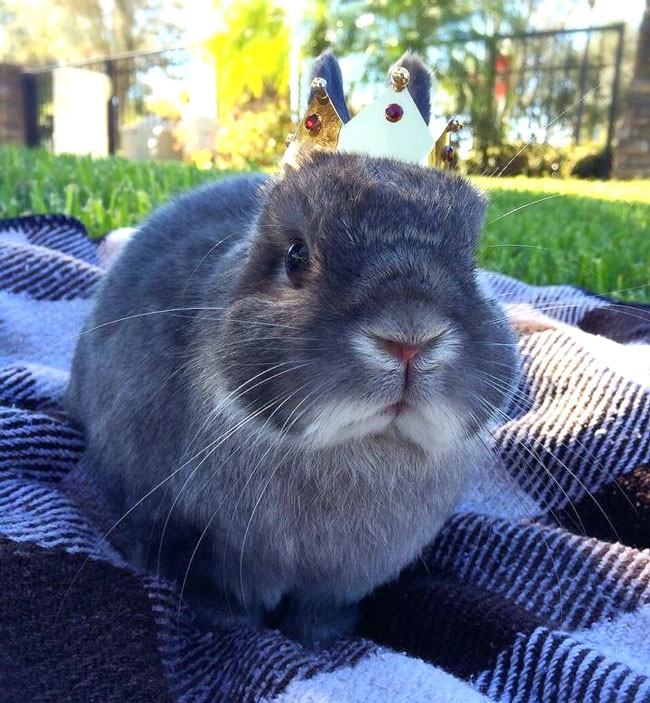 Cooper the Pooper Rabbit