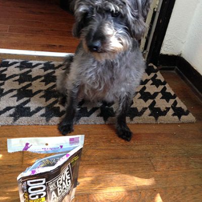 Dog for Dog Treats