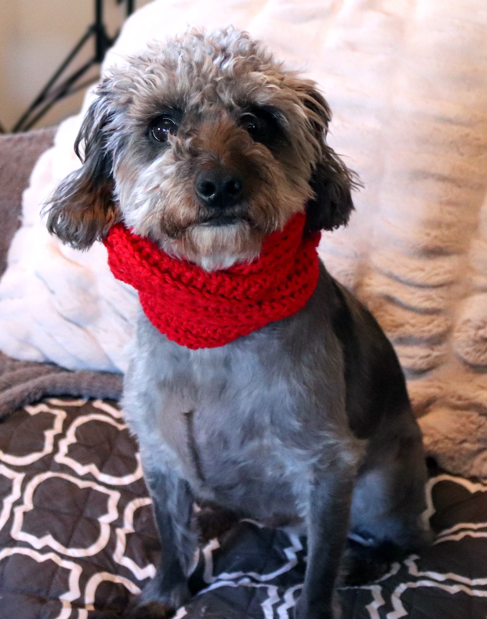Skarf Dog Scarf Review - Valentines Day Gifts for Pet Lovers by popular Los Angeles cruelty free blogger My Beauty Bunny