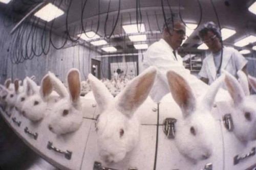 Avon, Mary Kay and Estee Lauder Secretly Paying for Tests on Animals in  China | My Beauty Bunny - Cruelty Free Lifestyle Blog
