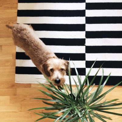 how to find houseplants that are safe for pets